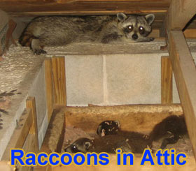 raccoons in attic, smoking cigarette, and image of bacteria